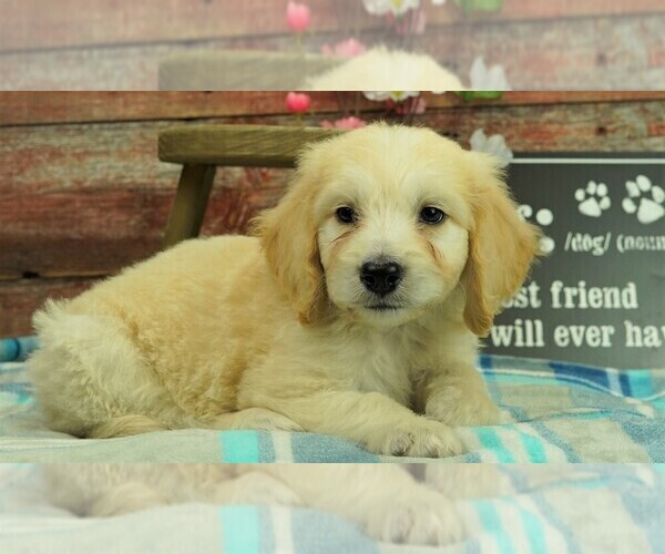 Medium Photo #3 Goldendoodle Puppy For Sale in KARLSTAD, MN, USA