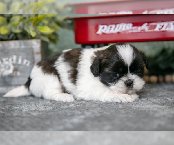 Medium Photo #3 Shih Tzu Puppy For Sale in CLARE, MI, USA