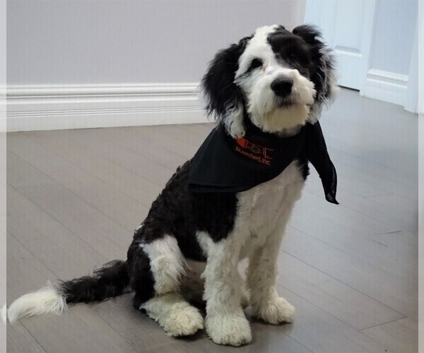 Medium Photo #1 Sheepadoodle Puppy For Sale in STALEY, NC, USA