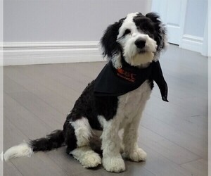 Father of the Sheepadoodle puppies born on 05/03/2025