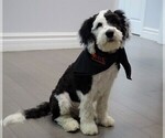 Small Photo #1 Sheepadoodle Puppy For Sale in STALEY, NC, USA