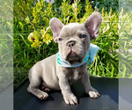 Small Photo #1 French Bulldog Puppy For Sale in PASCO, WA, USA