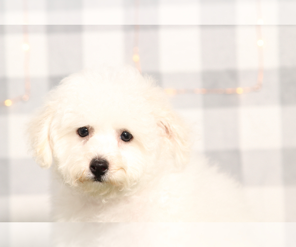 Medium Photo #1 Bichon Frise Puppy For Sale in MARIETTA, GA, USA