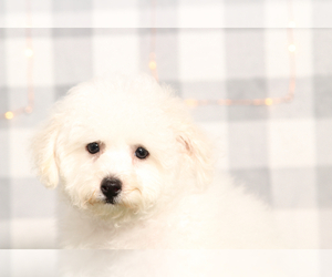 Bichon Frise Puppy for sale in MARIETTA, GA, USA