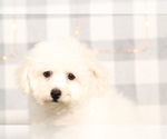 Small Bichon Frise