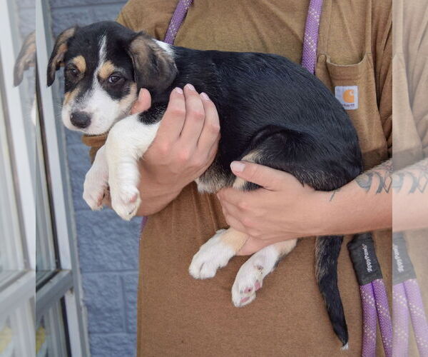 Medium Photo #2 Mutt Puppy For Sale in Huntley, IL, USA
