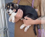 Small #1 Mutt