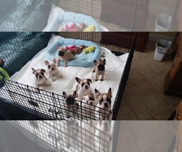 Medium Photo #5 French Bulldog Puppy For Sale in CAPE CORAL, FL, USA