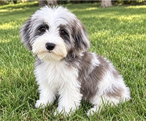 YorkiePoo Puppy for sale in FAIR HAVEN, MI, USA