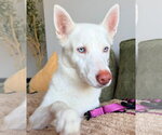 Small #1 Siberian Husky Mix