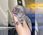 Puppy 3 French Bulldog