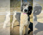 Small #1 Poodle (Standard) Mix