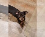 Small #1 Chihuahua Mix
