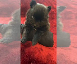 Medium Pomeranian