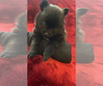 Puppy Ghost Pomeranian
