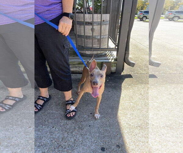 Medium Photo #7 American Pit Bull Terrier-Unknown Mix Puppy For Sale in Oakhurst, NJ, USA