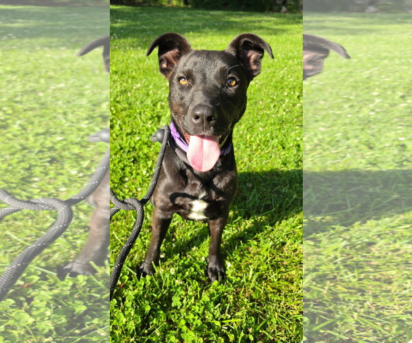 Medium Photo #1 Mutt Puppy For Sale in Rockaway, NJ, USA
