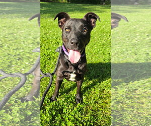 Mutt Dogs for adoption in Rockaway, NJ, USA
