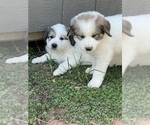 Small Great Pyrenees