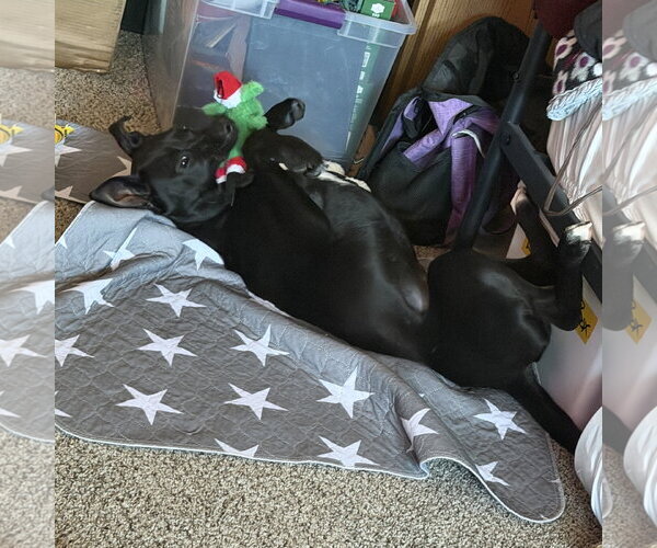 Medium Photo #7 Labrador Retriever-Unknown Mix Puppy For Sale in Fargo, ND, USA