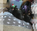 Small #6 Labrador Retriever Mix