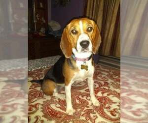 Tika - Female Beagle Dog for Adoption - Photo #4