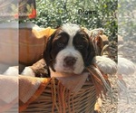 Puppy Brown English Springer Spaniel