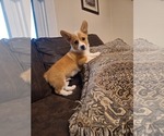 Small #8 Pembroke Welsh Corgi