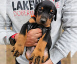 Small Photo #21 Doberman Pinscher Puppy For Sale in FORT LAUDERDALE, FL, USA