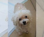 Small #3 Poodle (Miniature)