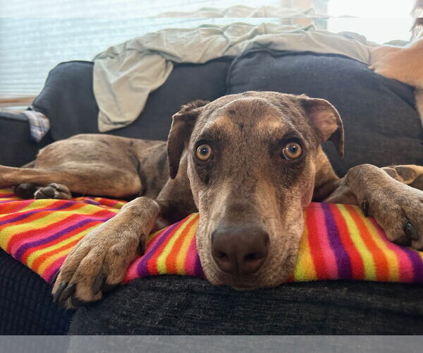 Medium Photo #6 Catahoula Leopard Dog-Unknown Mix Puppy For Sale in Brooklyn Center, MN, USA