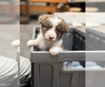 Small #1 Australian Shepherd