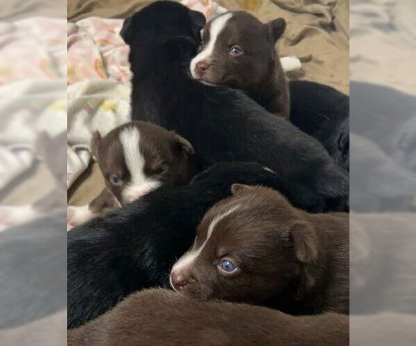 Medium Photo #4 Siberian Husky-Unknown Mix Puppy For Sale in Matawan, NJ, USA