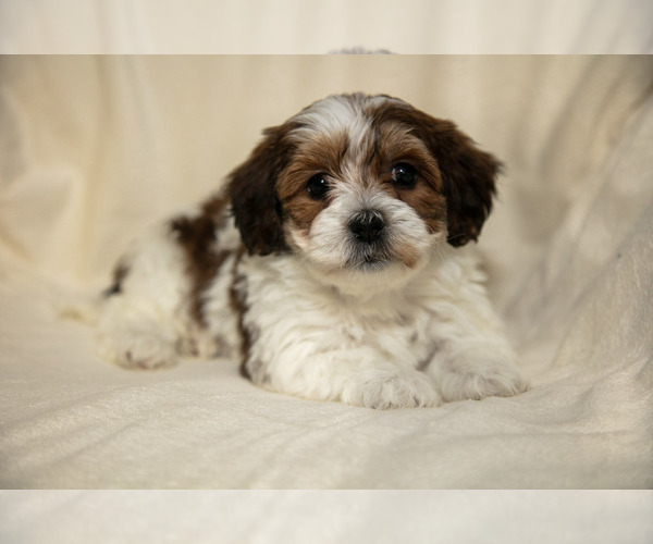 Medium Photo #1 Poovanese Puppy For Sale in GORDONVILLE, PA, USA
