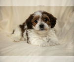 Small Poovanese