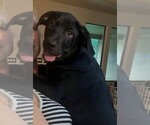 Small #3 Labrador Retriever Mix