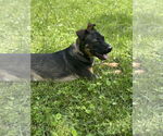 Small #4 American Pit Bull Terrier-Miniature Pinscher Mix