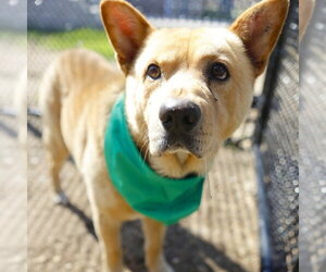 Akita-Unknown Mix Dogs for adoption in San Antonio, TX, USA