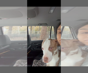 Canel - Female American Staffordshire Terrier-Unknown Mix Dog for Adoption - Photo #3