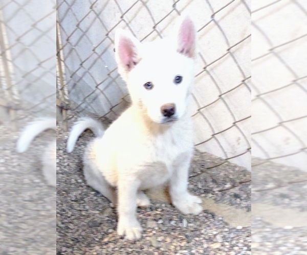 Medium Photo #6 Siberian Husky Puppy For Sale in TUCSON, AZ, USA
