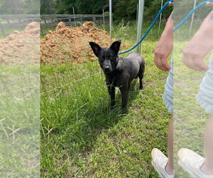 Sunshine - Male German Shepherd Dog-Unknown Mix Dog for Adoption - Photo #8