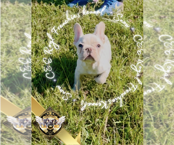 Medium Photo #5 French Bulldog Puppy For Sale in ATHENS, GA, USA