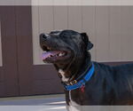 Small #38 Labrador Retriever Mix