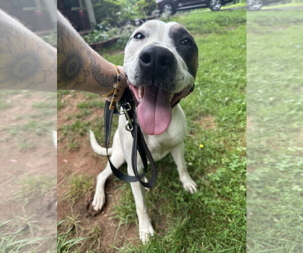 Medium Photo #1 American Staffordshire Terrier Puppy For Sale in Roaring River, NC, USA