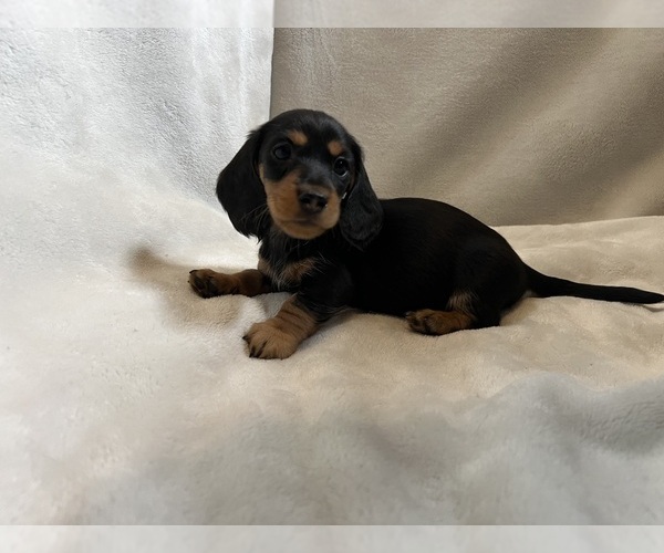 Medium Photo #1 Dachshund Puppy For Sale in NORTH TAZEWELL, VA, USA