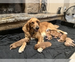 Mother of the Golden Retriever puppies born on 02/19/2023
