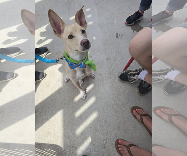Medium Photo #9 Mutt Puppy For Sale in Rosenberg, TX, USA