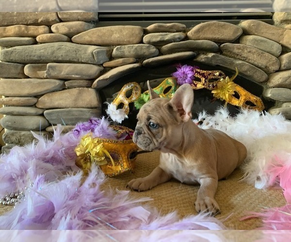 Medium Photo #5 French Bulldog Puppy For Sale in PASO ROBLES, CA, USA