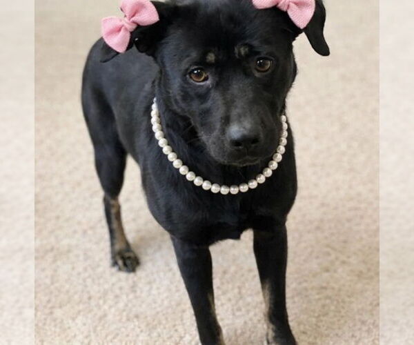 Medium Photo #4 Mutt Puppy For Sale in Mt. Laurel, NJ, USA