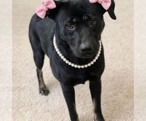 Female Black lab, black lab - Female Border Collie-Unknown Mix Dog for Adoption - Photo #4